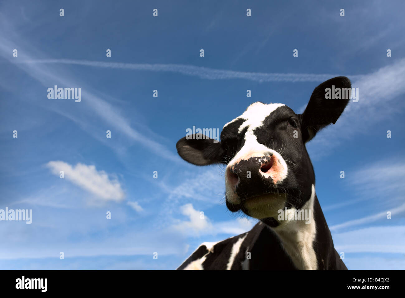 Testa e orecchie di curiosi Holstein in bianco e nero di peering del polpaccio in giù verso la telecamera su un diario di fattoria in Lancashire, Regno Unito Foto Stock