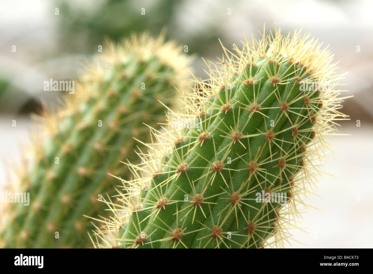 Piccolo cactus closeup con sfondo dof natura e piante Foto Stock