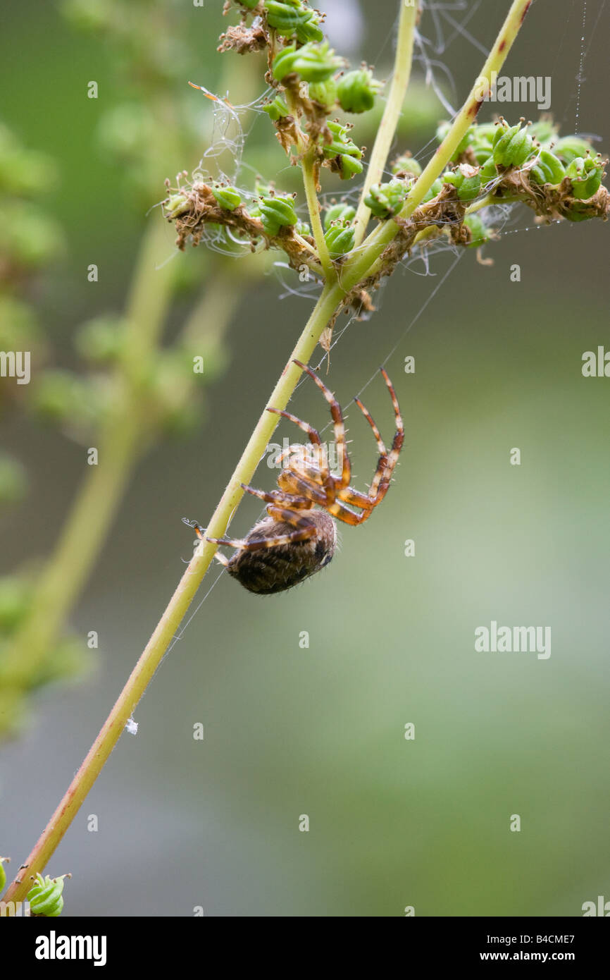 Giardino Spider Araneus diadematus femmina adulta sul suo web accanto a un impianto di stelo Foto Stock