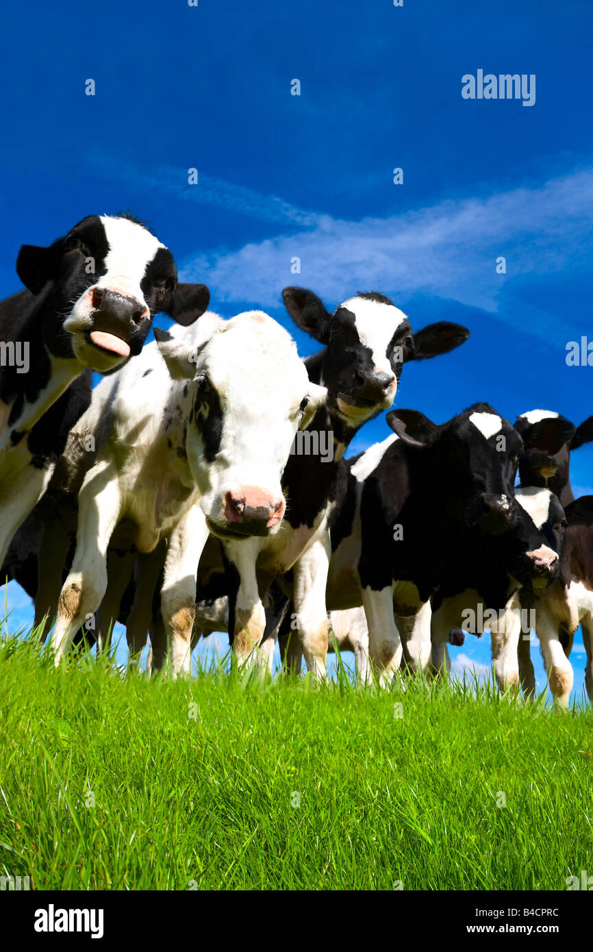 Piccolo gruppo o allevamento di curiosi Holstein in bianco e nero di vitelli del peering verso il basso in corrispondenza della telecamera su un diario di fattoria in Lancashire, Regno Unito Foto Stock