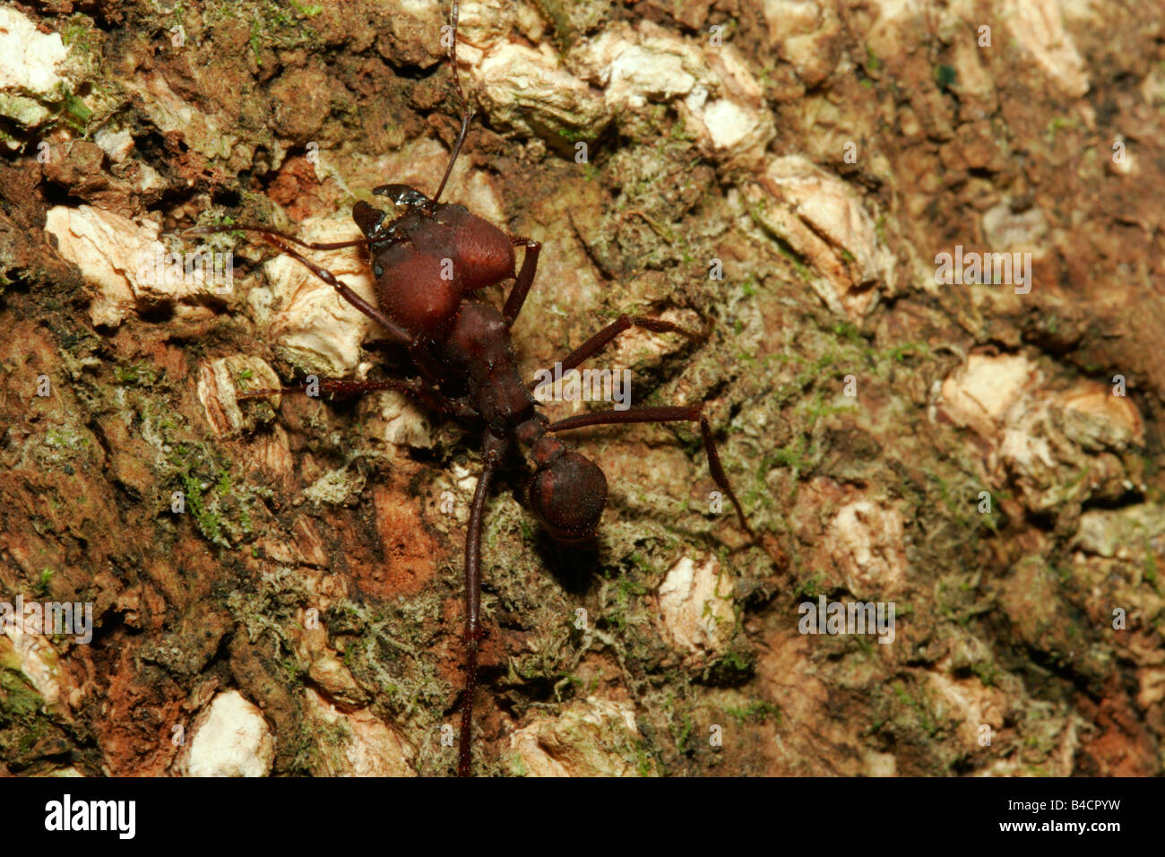 Fresa a foglia Ant Atta sp singolo adulto che mostra grandi ganasce preso aprile foresta pluviale atlantica stato di Rio de Janeiro in Brasile Foto Stock