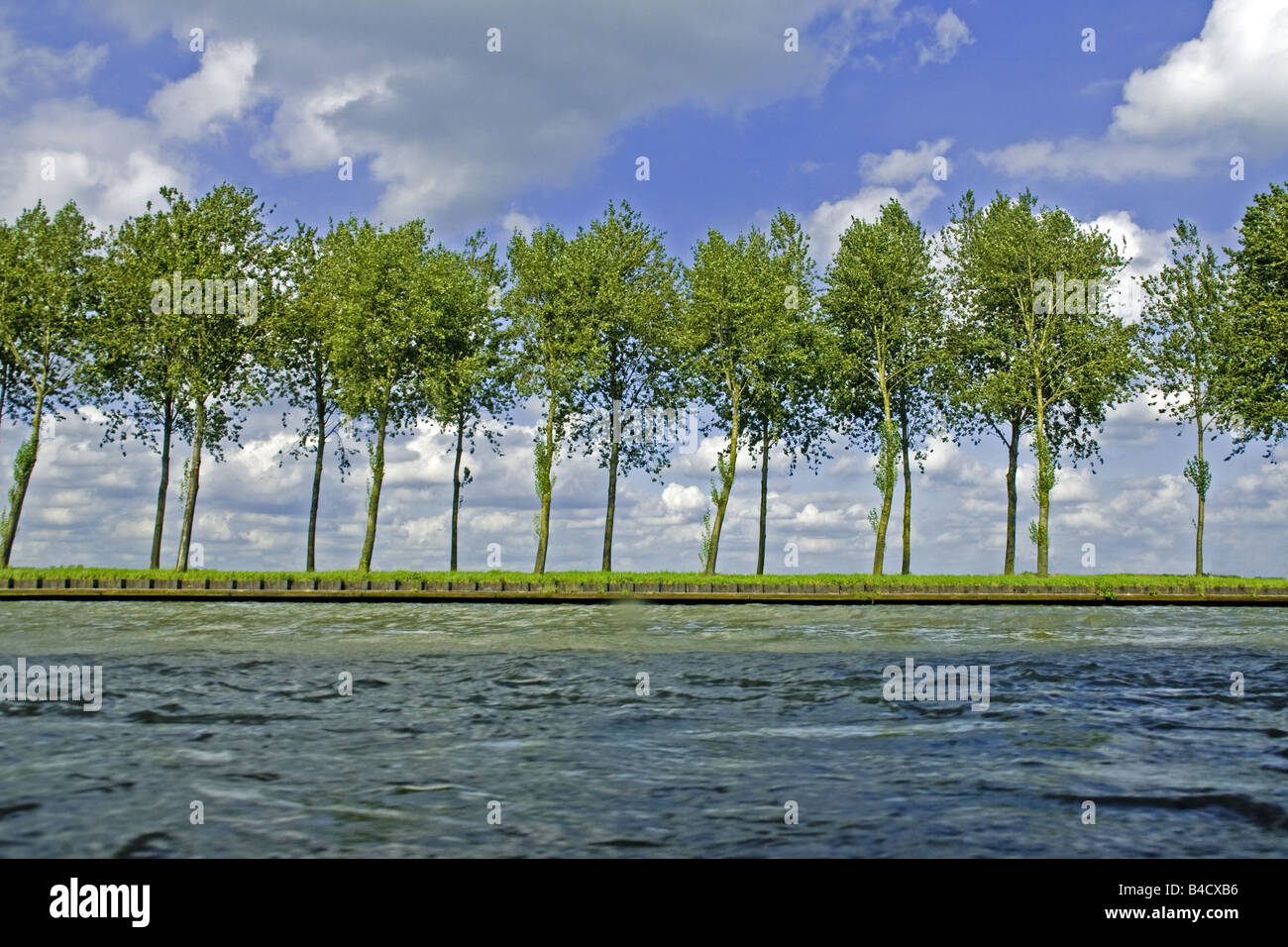 Alberi di pioppo di rivestimento del canale Amsterdam-Rhine Foto Stock