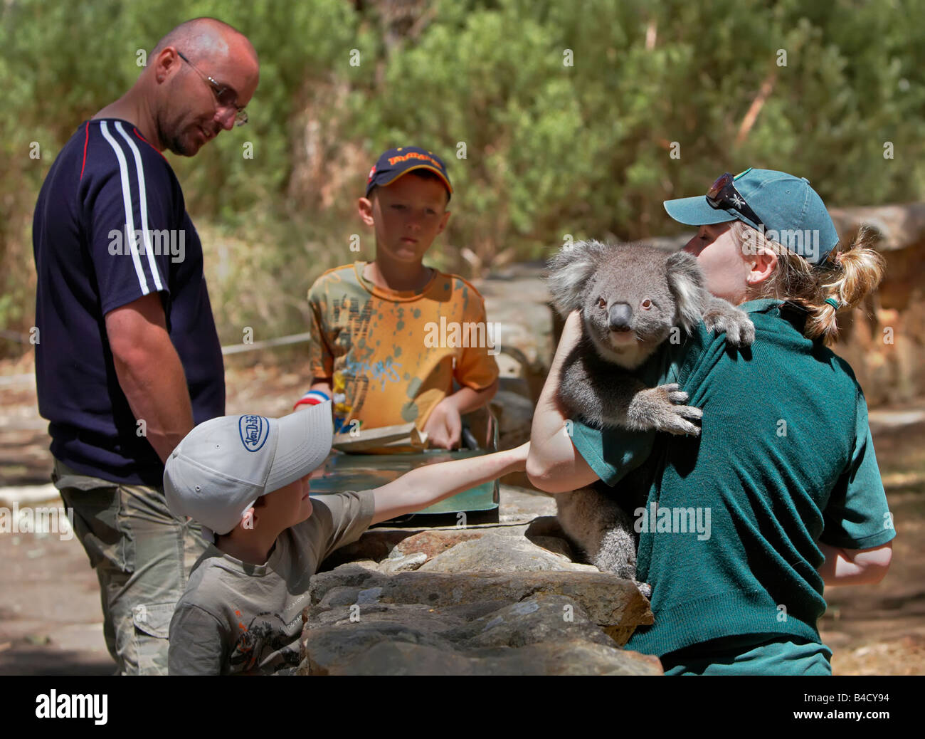 Australian Koala Bear Foto Stock