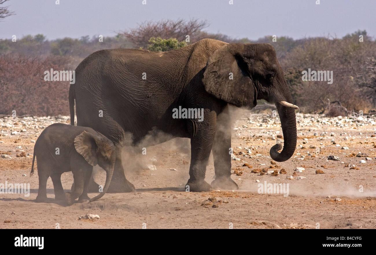 Elefante adulto e bambino vicino waterhole in Etosha, Namibia Foto Stock