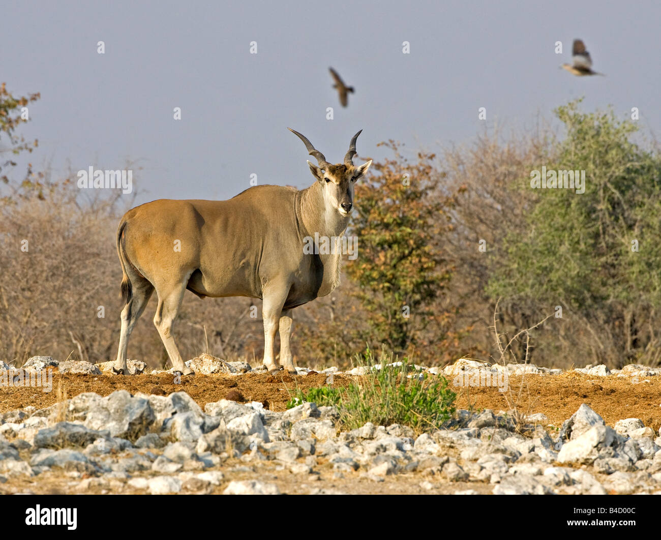 Common Eland avvicinando waterhole in Etosha. Foto Stock