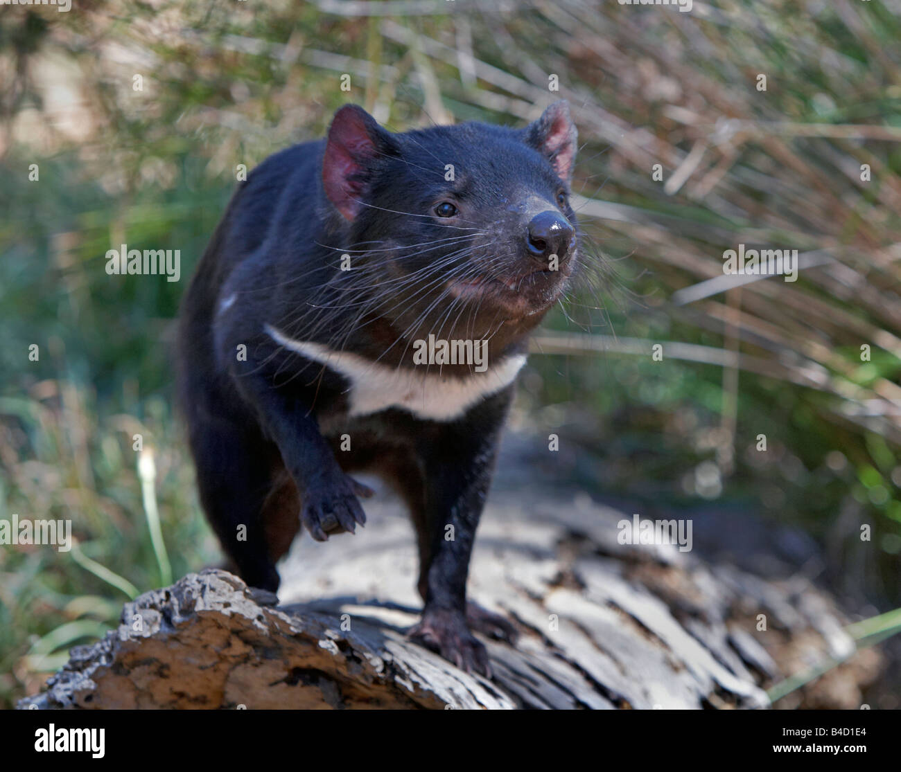 Diavolo della Tasmania Foto Stock