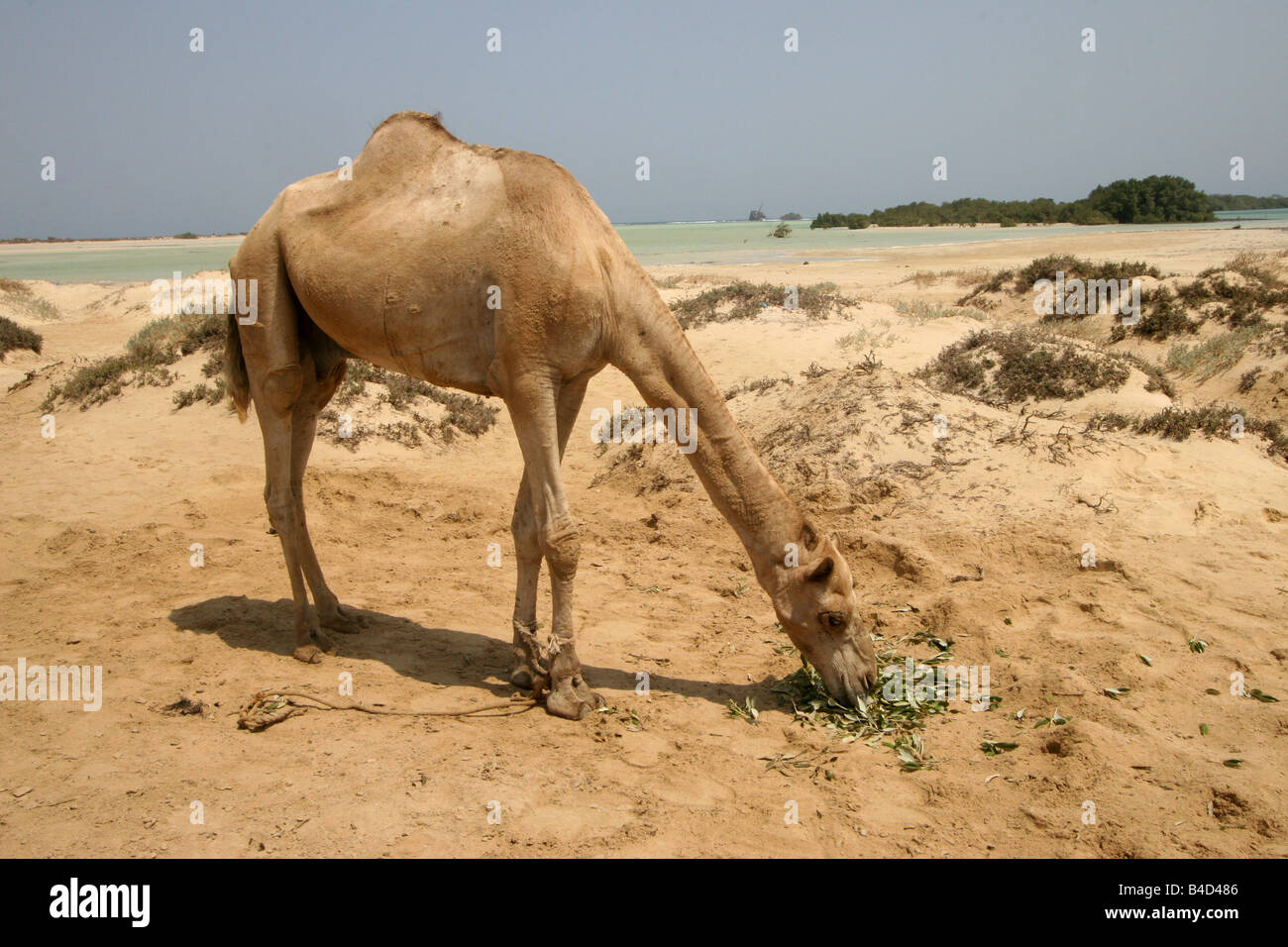 Un cammello in appoggio a mangiare da mare, nel deserto egiziano. Foto Stock