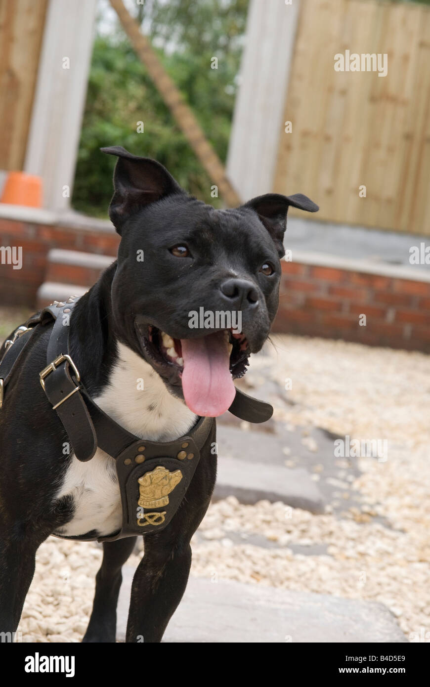 Staffordshire bull terrier Foto Stock