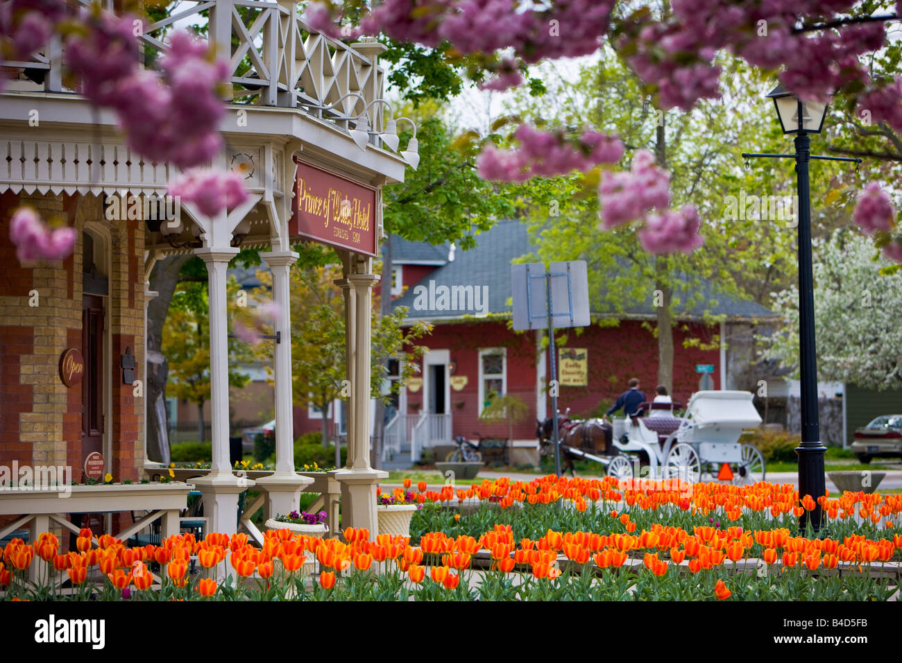 Cavallo e carrozzella fuori del Principe di Galles Hotel (costruito nel 1864) circondato da coloratissimi fiori tulip, Tulipa Foto Stock