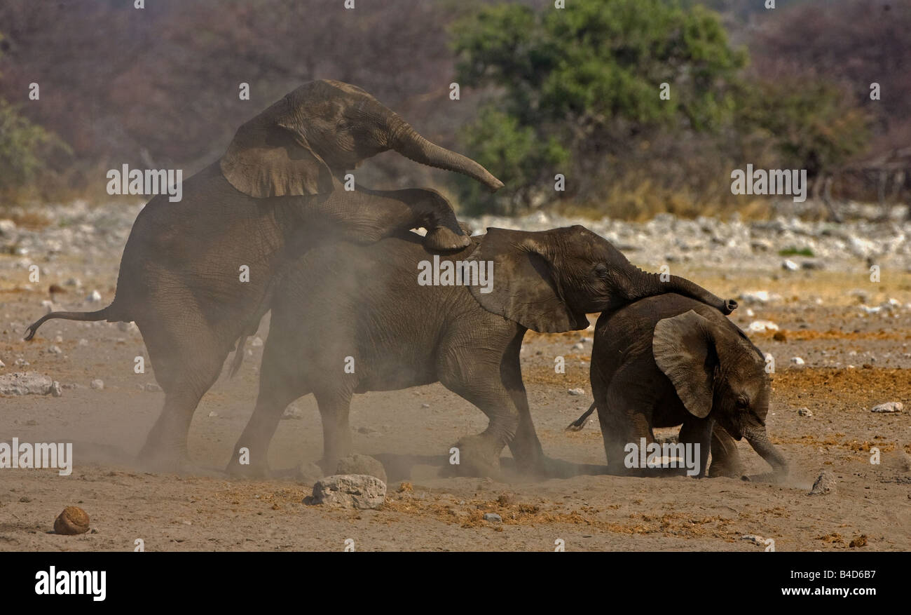 Giovani elefanti giocando nei pressi di un fiume in Namibia, dopo il bagno. Foto Stock