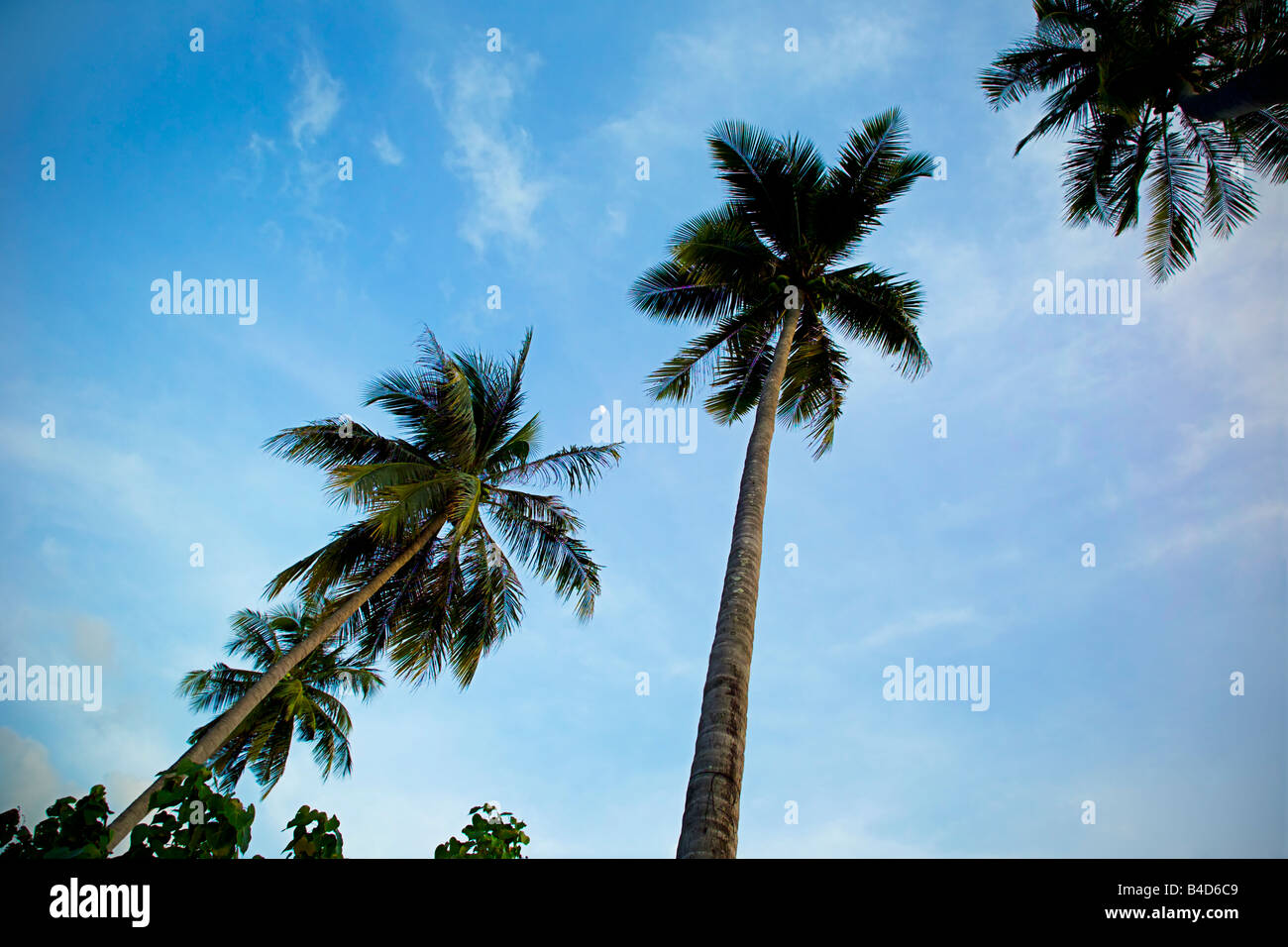 Gli alberi di palma, Ao Nang, Krabi, Thailandia Foto Stock