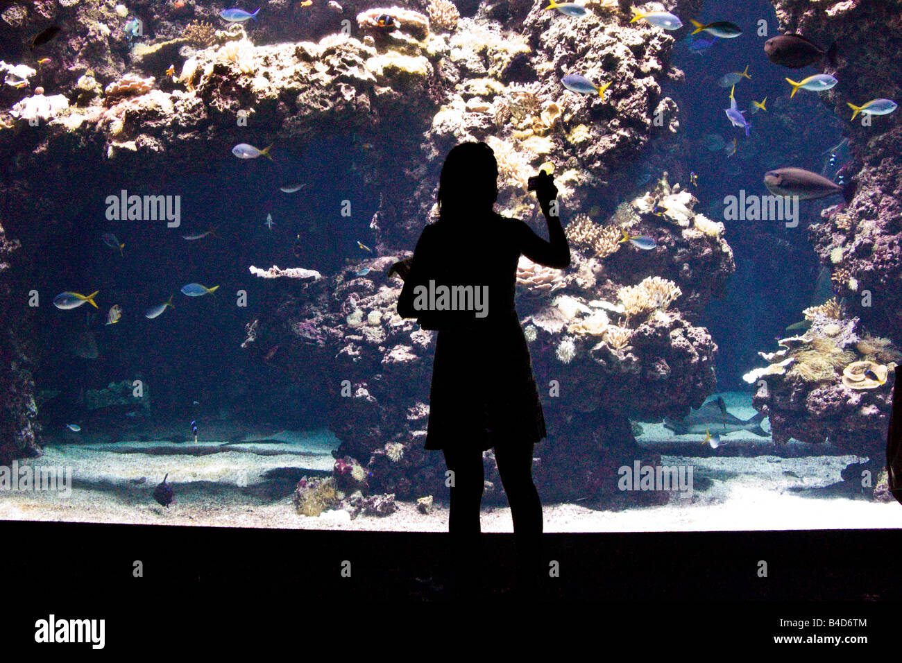 Museo Oceanografico e Acquario di Monte Carlo, Monaco. Aperto dal Principe Albert I nel 1910 Foto Stock