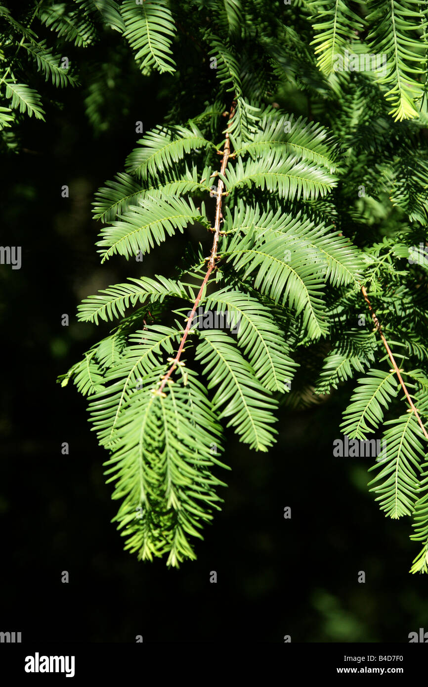 Dawn Redwood foglie, Metasequoia glyptostroboides Foto Stock