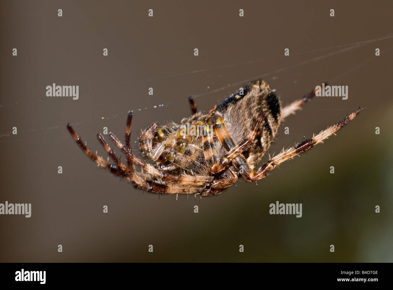Giardino Spider o Croce Spider (Araneus diadematus) sul web. Regno Unito, Kent, Settembre. Foto Stock