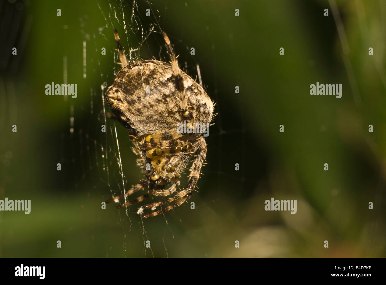 Giardino Spider o Croce Spider (Araneus diadematus) sul web. Regno Unito, Kent, Settembre. Foto Stock
