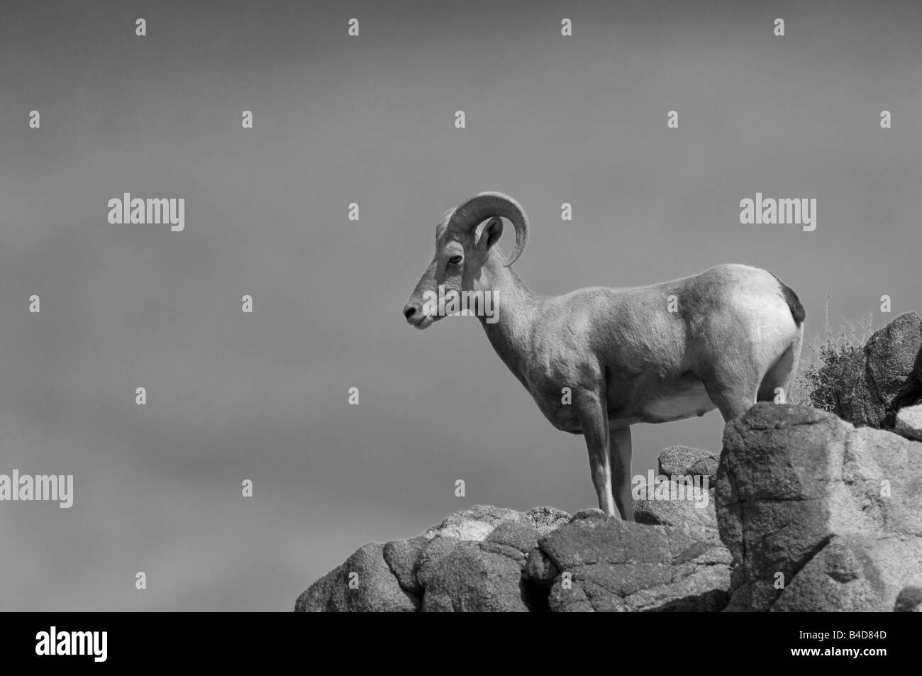 Foto in bianco e nero di bighorn permanente sulla roccia che affiora in superficie. Foto Stock