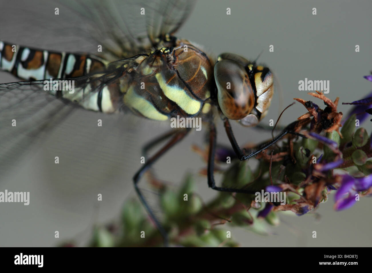 Un migrante Hawker dragonfly su un viola hebe fiore Foto Stock