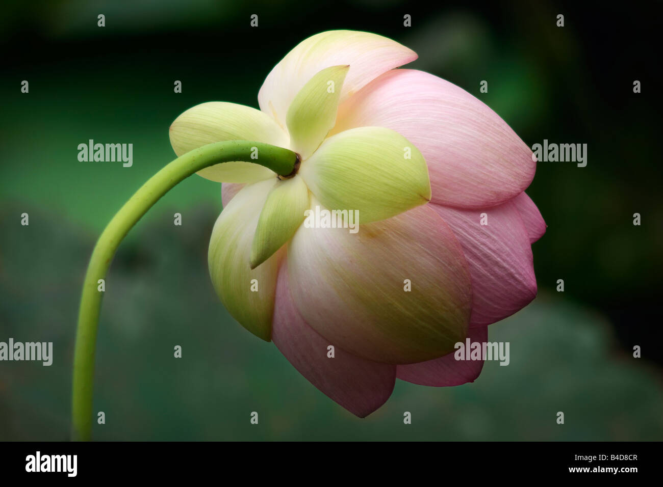 I quattro sepali che formano il calice di un rosa lotus Foto Stock