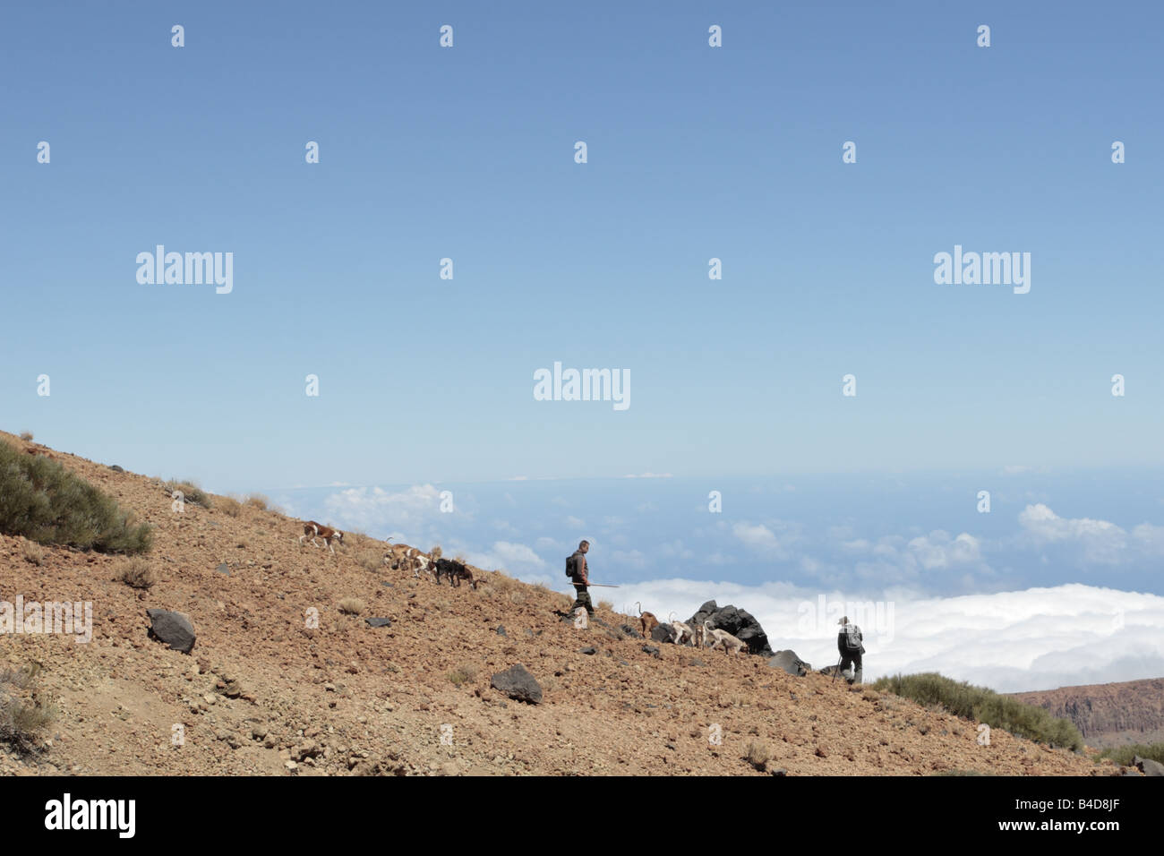 Cacciatori con cani sul lato del Montana Blanca cercando i conigli di Las Canadas del Teide Tenerife Canarie Spagna Foto Stock