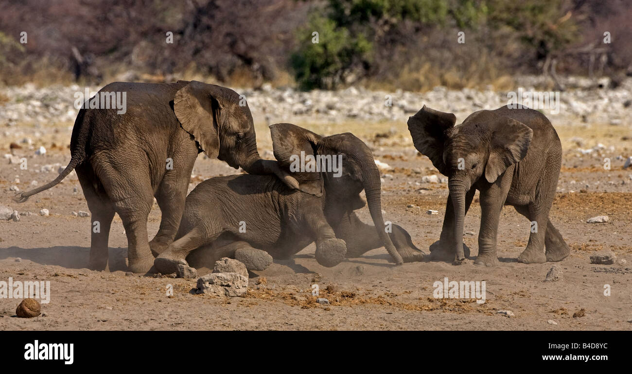 Gli elefanti giocare vicino waterhole in Namibia, Africa. Foto Stock
