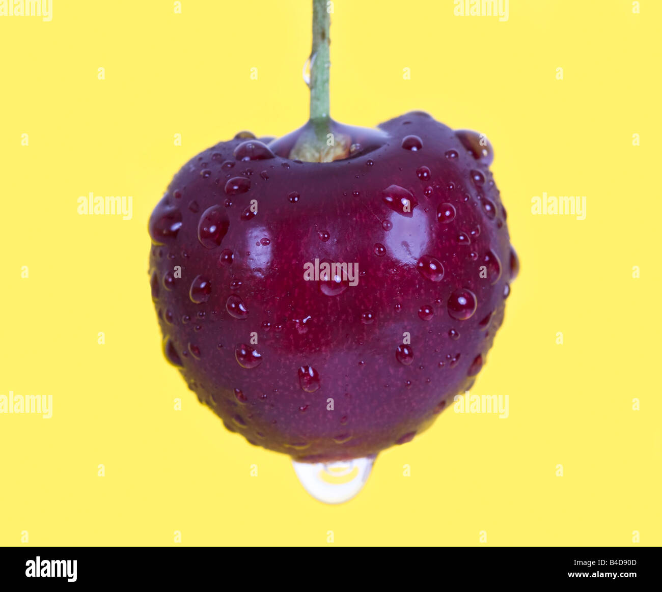 Un fresco umido amarena contro uno sfondo giallo Foto Stock