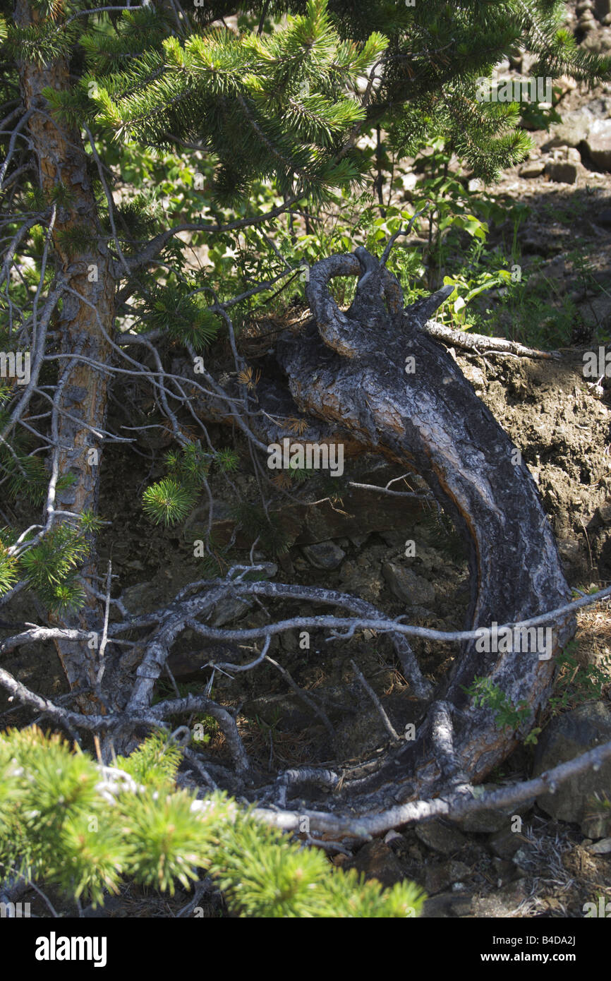 Pino roteato con radici esposte alla riva del lago di Baikal Foto Stock