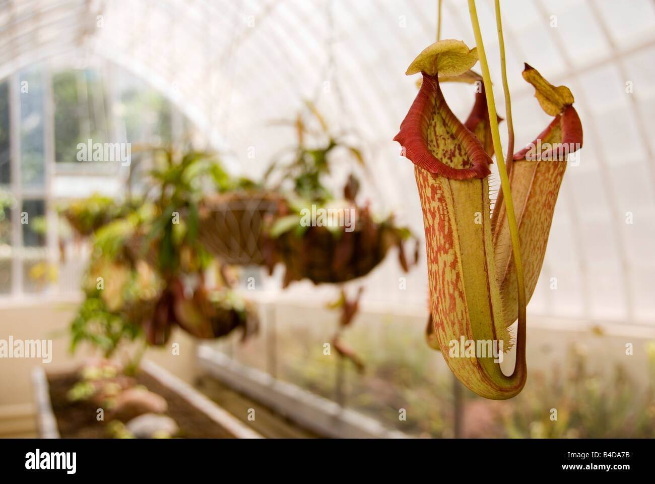 Close up Nepenthes pianta brocca in crescita in un edificio del xviii secolo serra in giardini botanici a Valencia Foto Stock