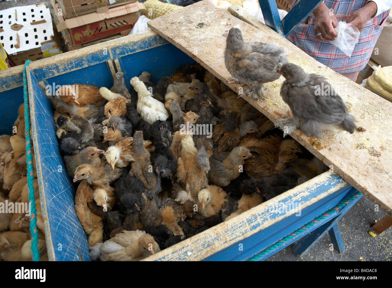 Polli, Mercato Saquisili, Ecuador Foto Stock