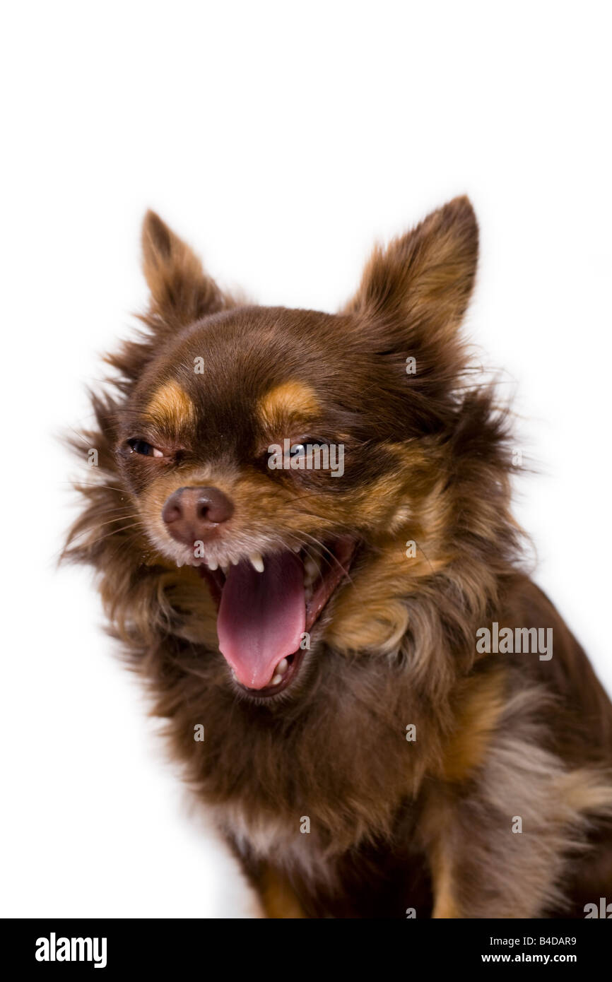 Capelli lunghi Chihuahua in studio Foto Stock