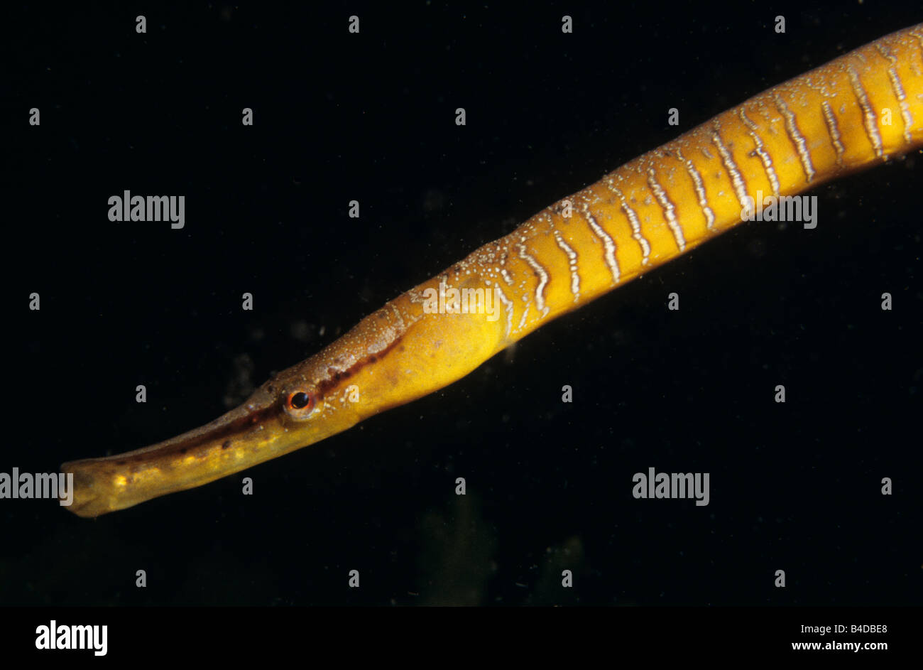 Snake Pipefish (Entelurus aequoreus), Svezia Foto Stock