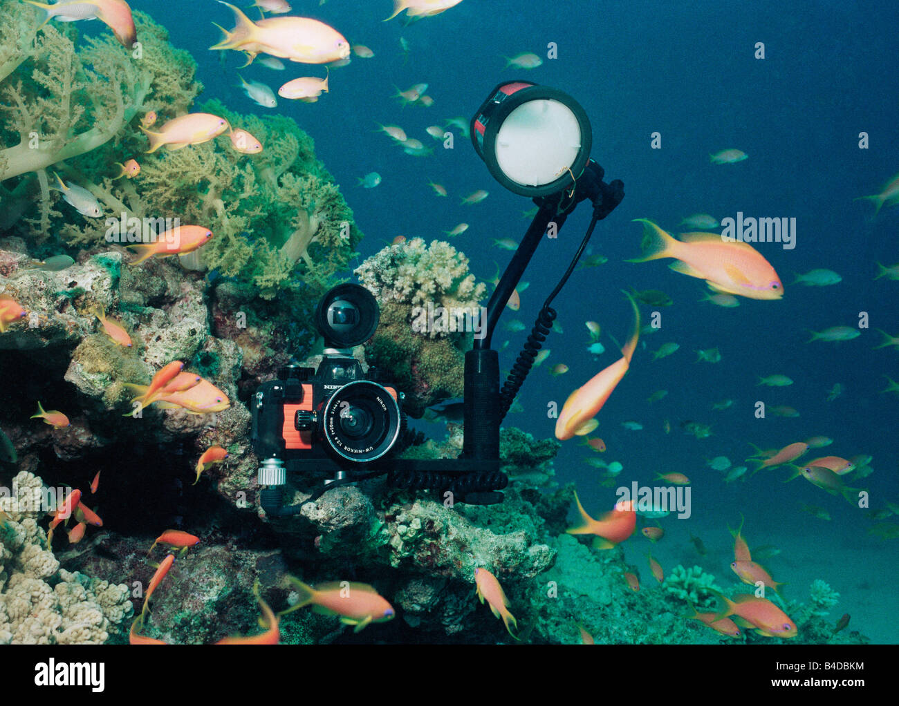 Una Nikonos V fotocamera subacquea " sulla posizione in Mar Rosso con obiettivo grandangolare da 20 mm e mirino plus SB103 strobe. Foto Stock