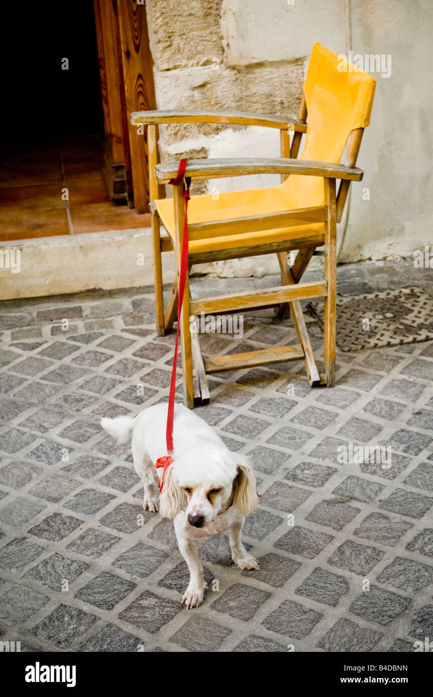 Cane legato ad una sedia Foto Stock