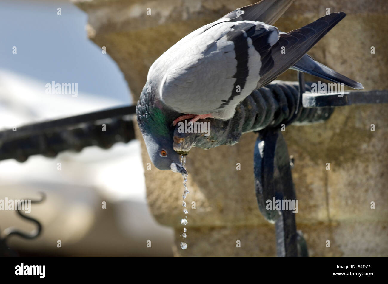 Un piccione prende un SIP da un'antica fontana nel patrimonio mondiale UNESCO Città di Rodi Foto Stock