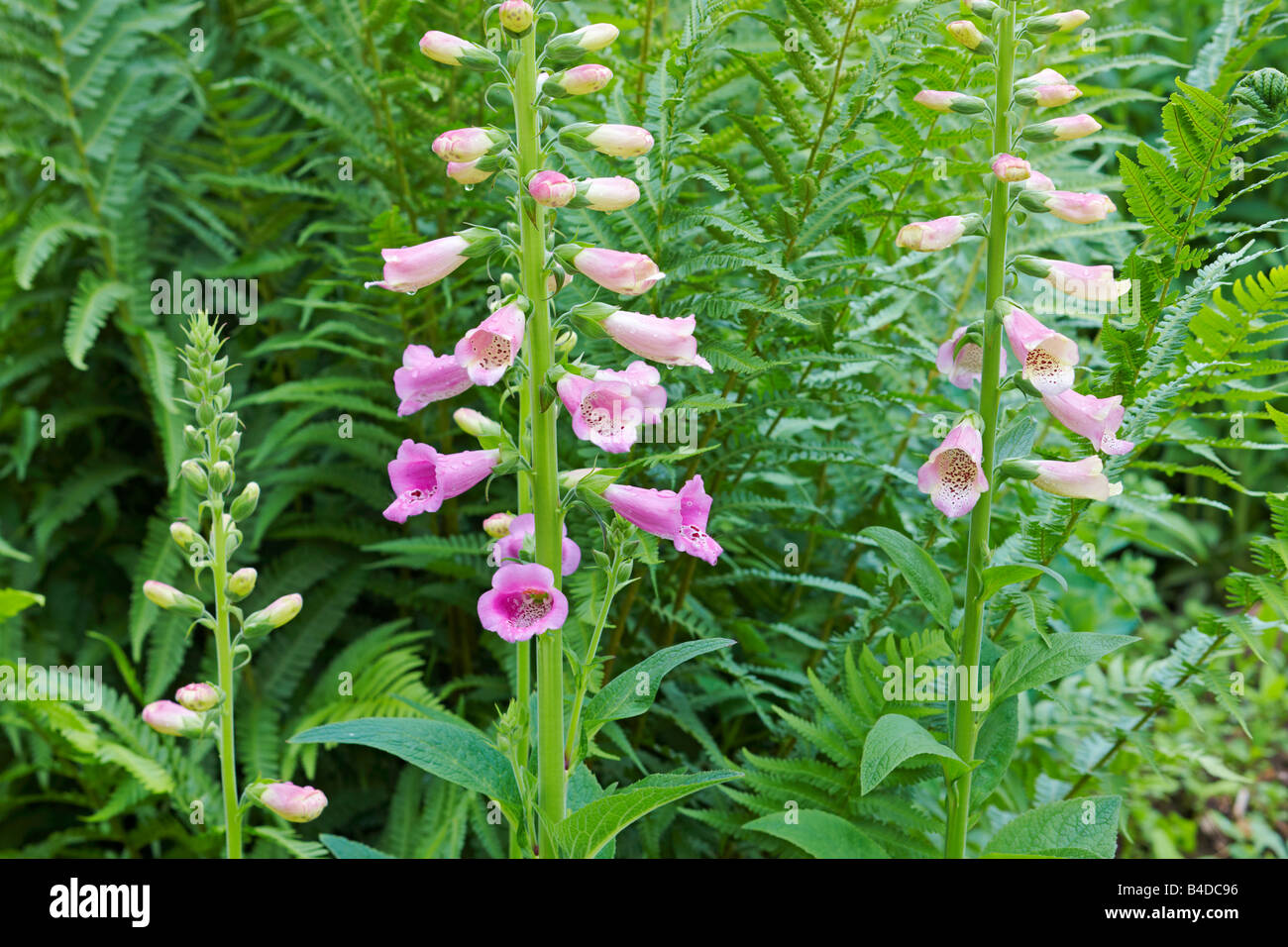 Digitalis purpurea fioritura in luglio. Foto Stock