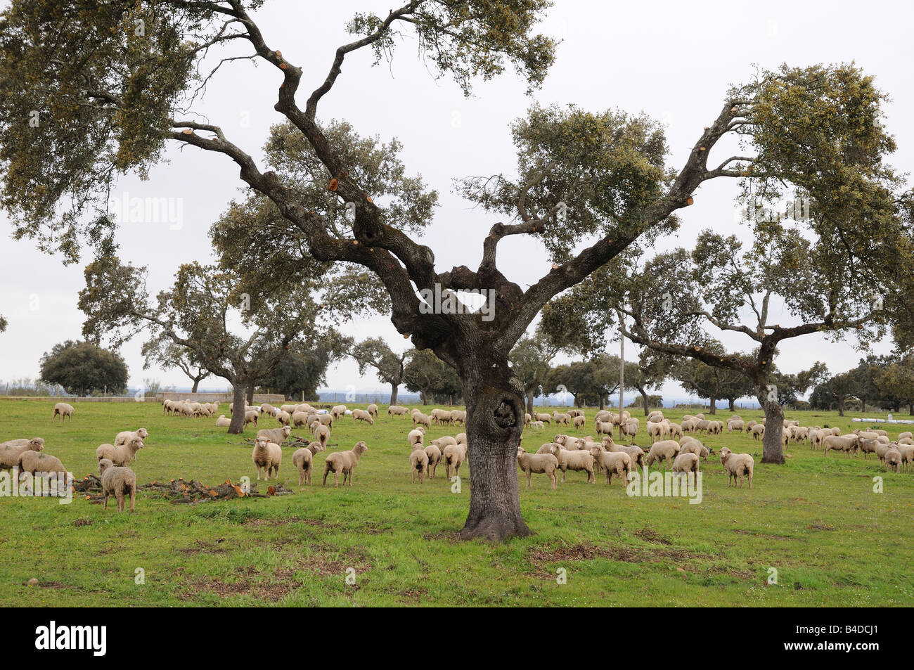Pecore al pascolo tra le querce da sughero a nord di Trujillo in Estremadura Caceres Spagna pecore pascolano FARM SPAGNA le querce da sughero agricoltura Foto Stock