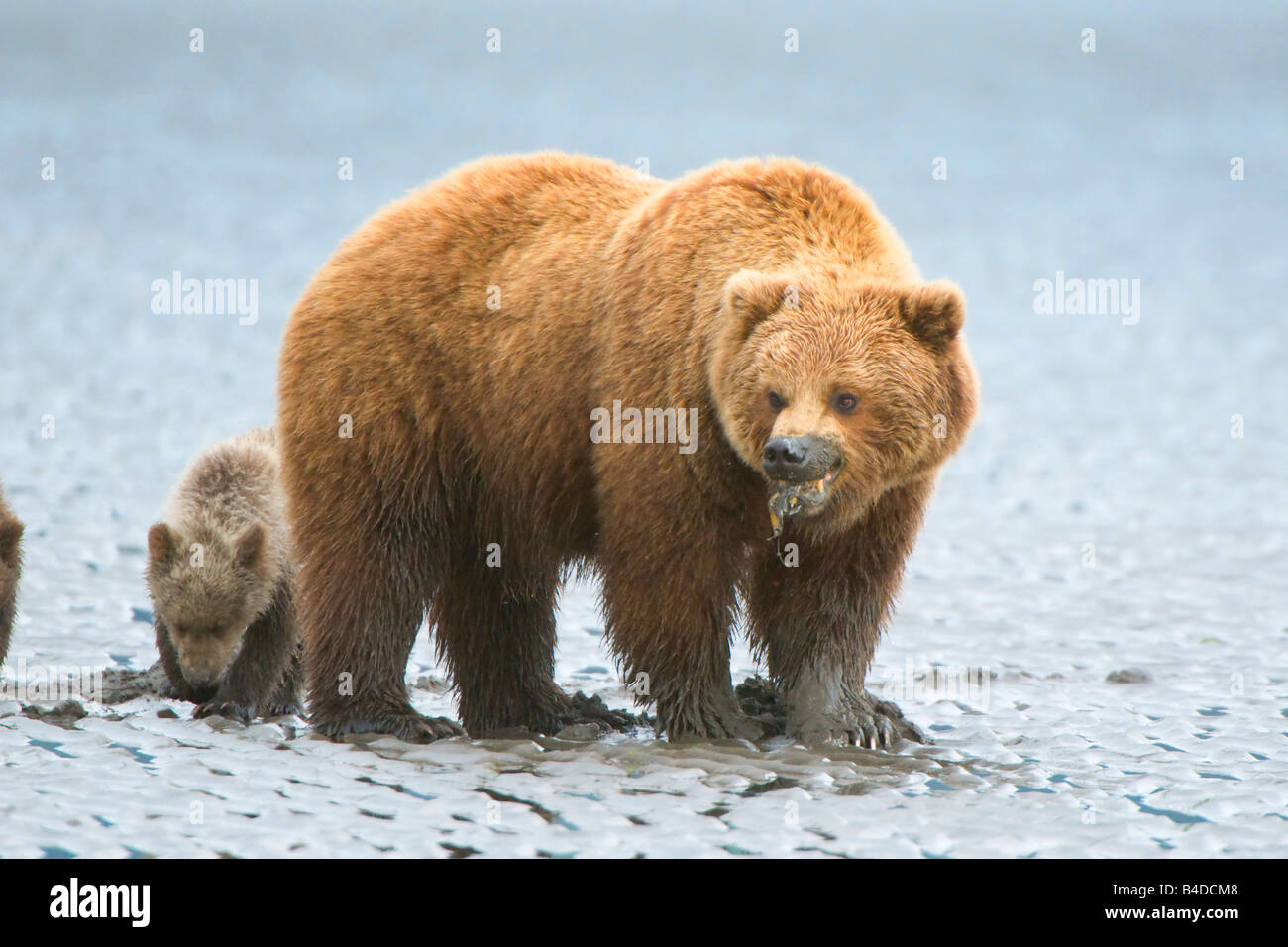 Alaskan Orso Bruno aka Orsi Grizzly nel loro ambiente naturale in Alaska madre sopportare con valve dopo clamming sulla spiaggia m Foto Stock