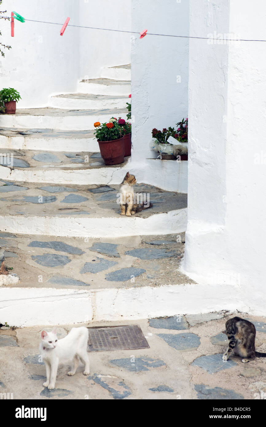 Gatti sui passi nella città di Skopelos Sporadi le isole greche - Grecia Foto Stock
