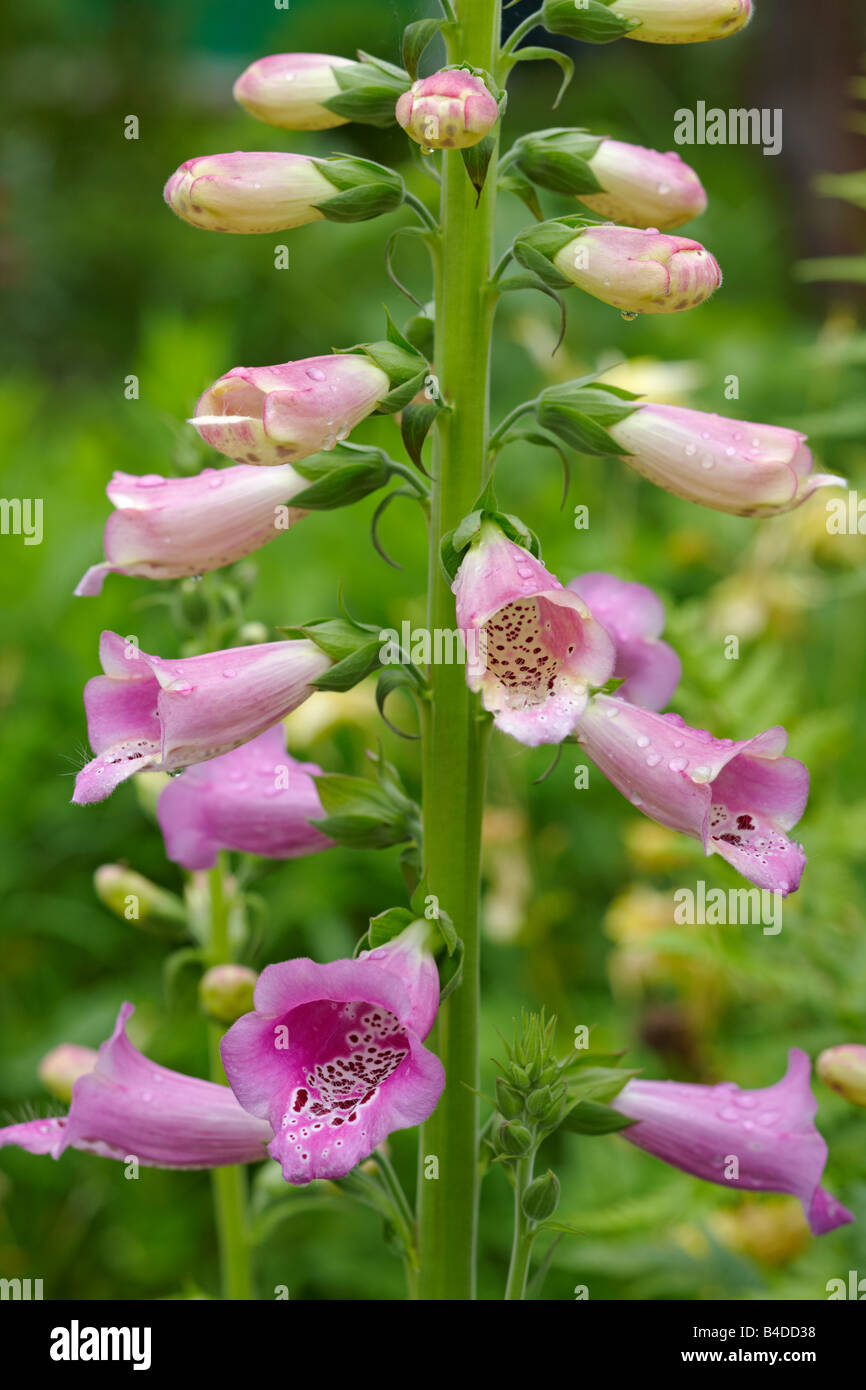 Digitalis purpurea fioritura in luglio. Foto Stock