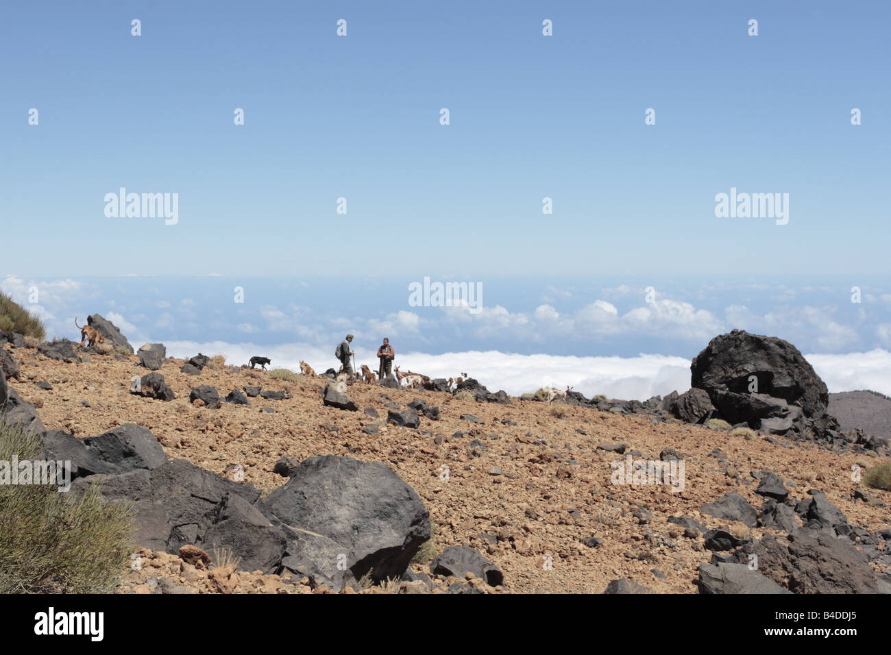 Cacciatori con cani sul lato del Montana Blanca cercando i conigli di Las Canadas del Teide Tenerife Canarie Spagna Foto Stock