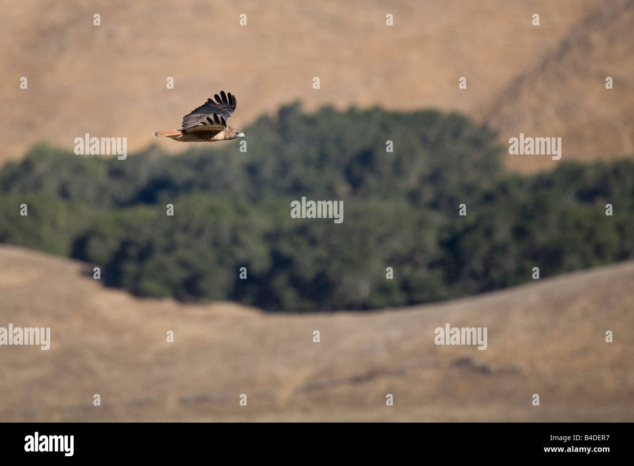 Adulto western red tailed hawk visto dalla vetta della missione picco a picco di missione regionale di preservare. Foto Stock