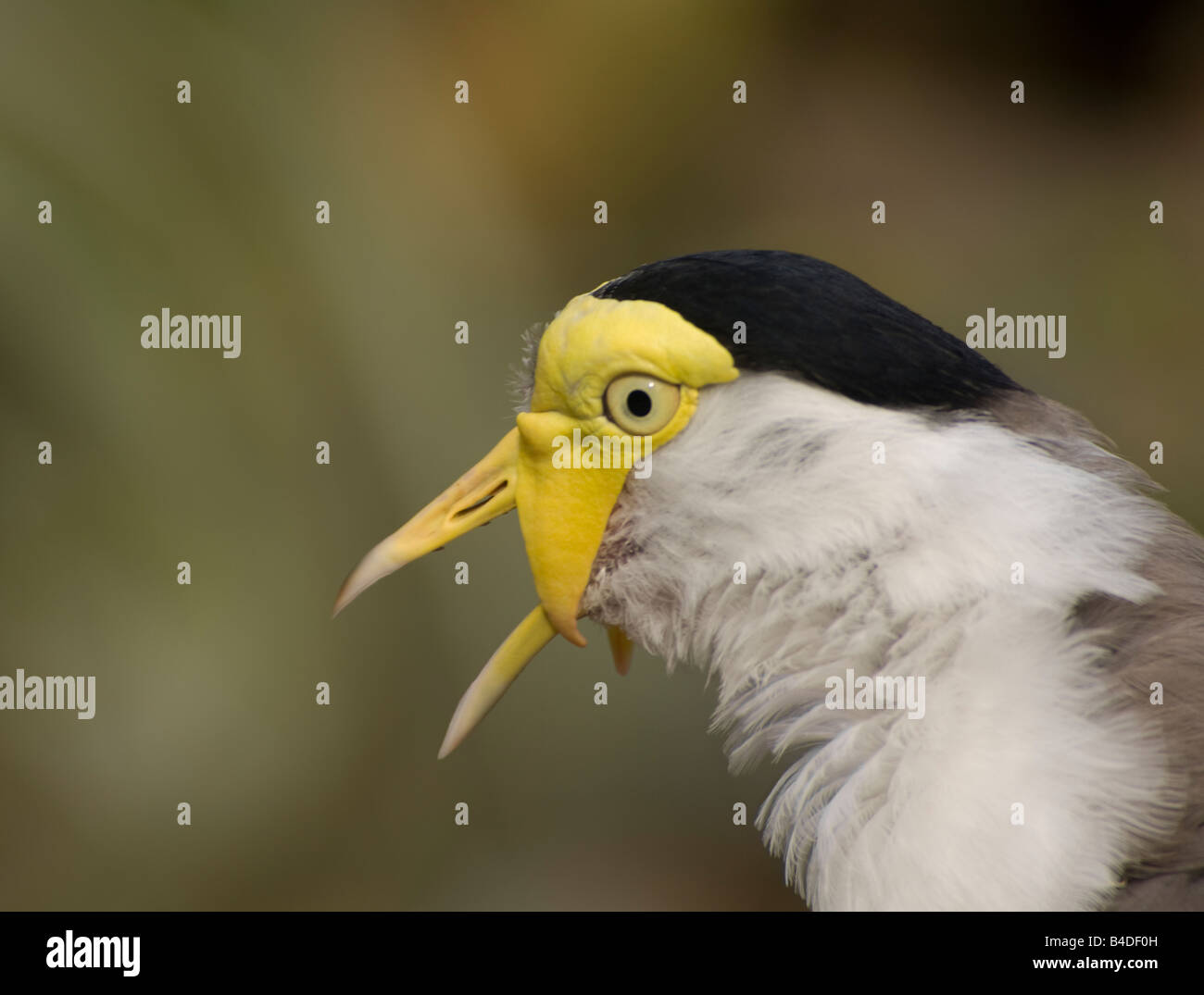 Masked Pavoncella Vanellus (miglia), Australia Foto Stock