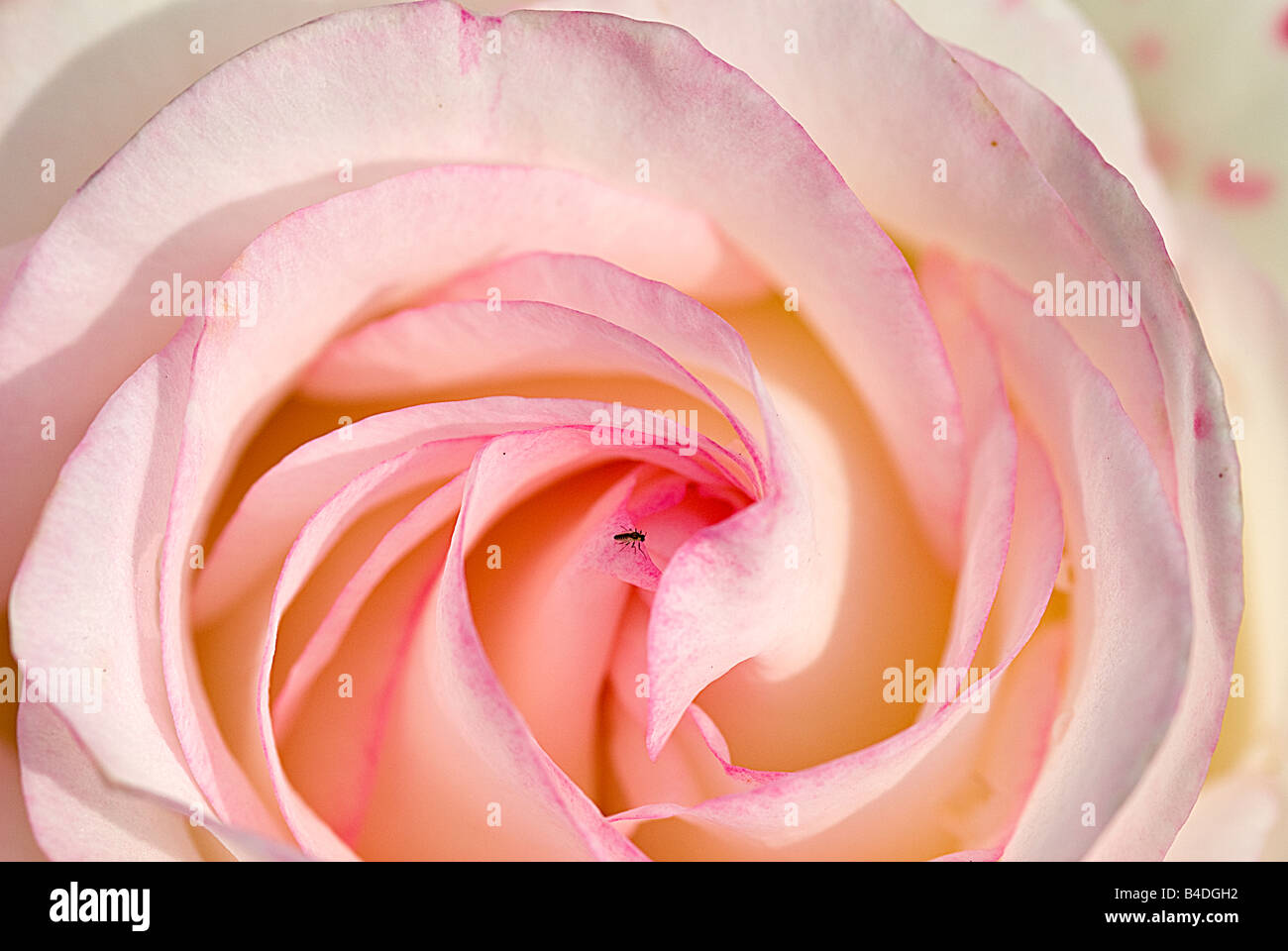 Primo piano di una rosa coltivata rosa del nome 'Moonstone Hybrid Tè" Foto Stock