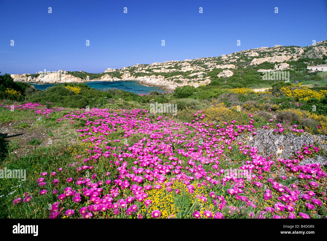 Italia, Sardegna, Parco Nazionale dell'Arcipelago della Maddalena, Isola della Maddalena, fiori primaverili Foto Stock