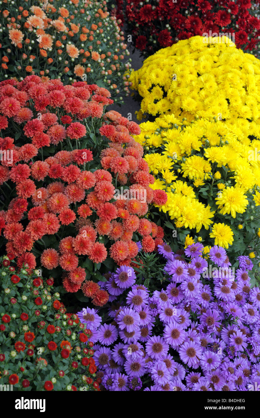 Crisantemi colorati in vasi di fronte a un negozio di fiori in Toronto Ontario Canada Foto Stock