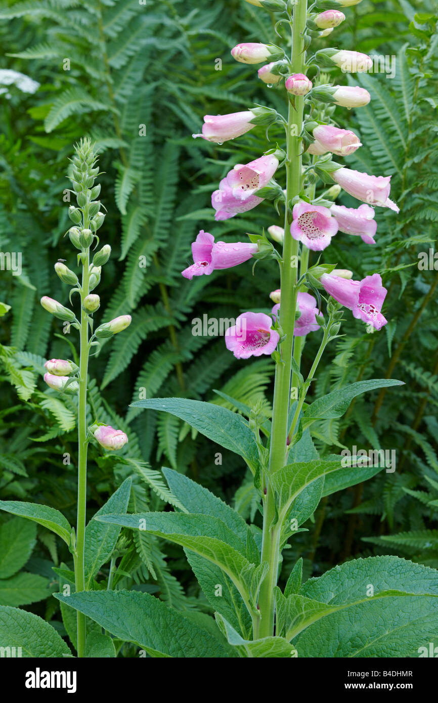 Digitalis purpurea fioritura in luglio. Foto Stock