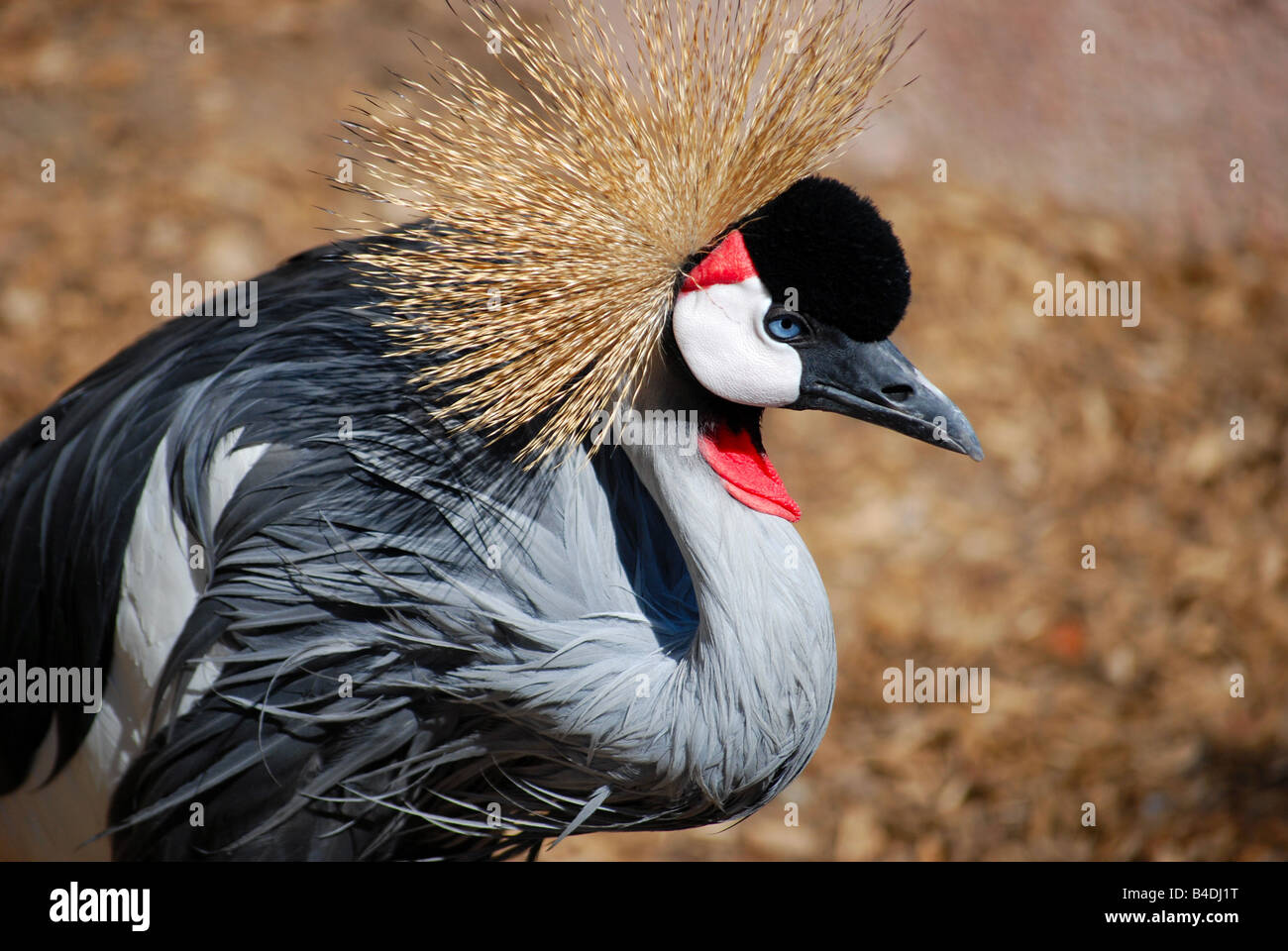 East African Crowned Crane Foto Stock