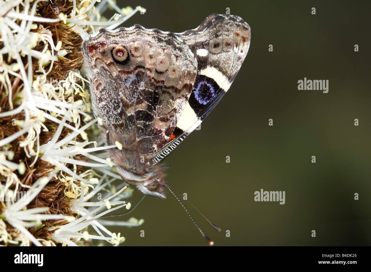 Australian ammiraglio Giallo farfalla sulla grasstree fiore Foto Stock