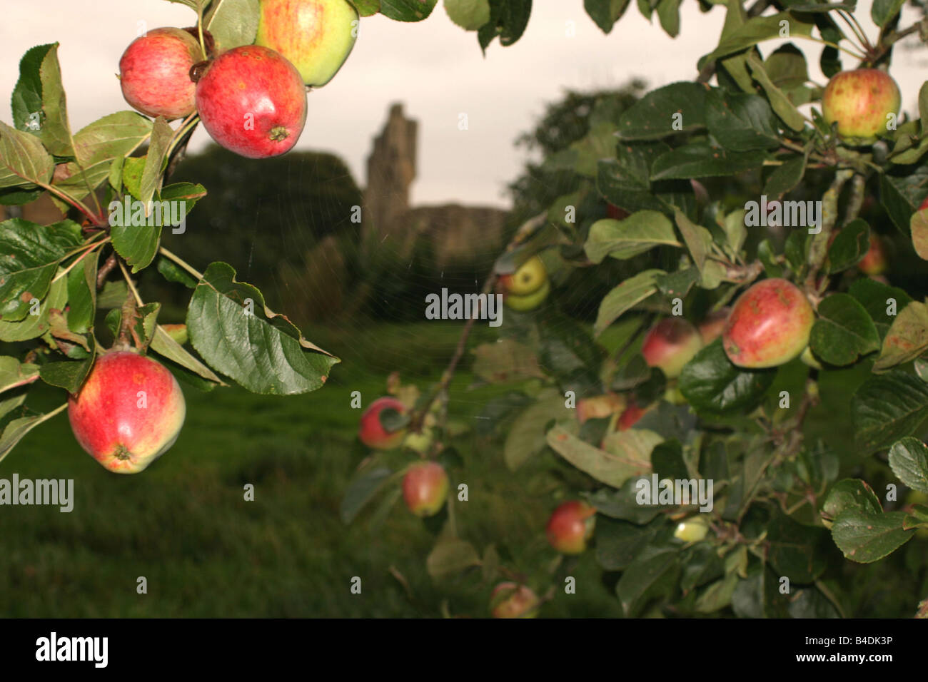 La maturazione delle mele Abbazia di Glastonbury Somerset REGNO UNITO Foto Stock