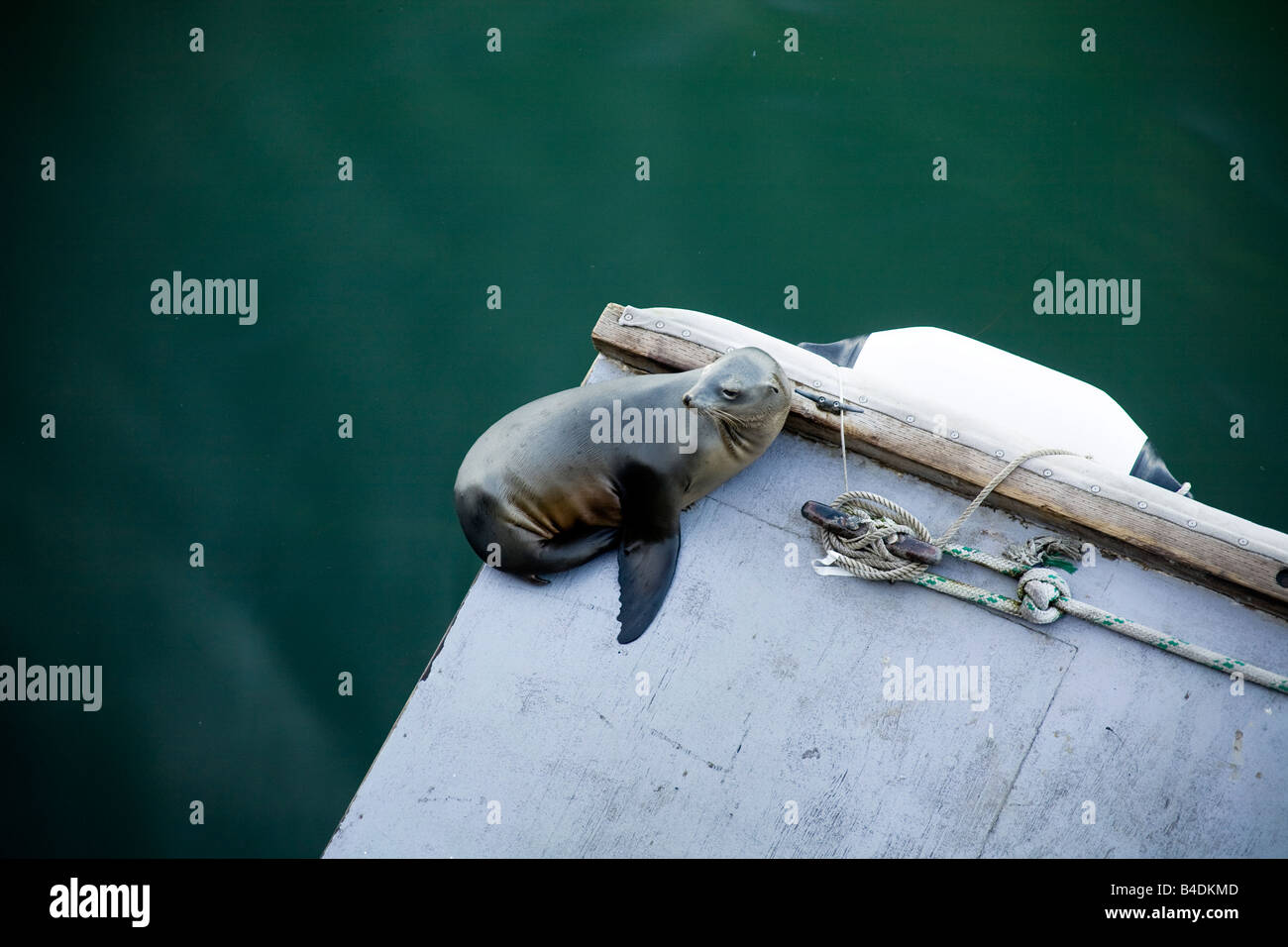 Baby Sea Lion in attesa di sua madre su un molo di Santa Cruz, California. Foto Stock