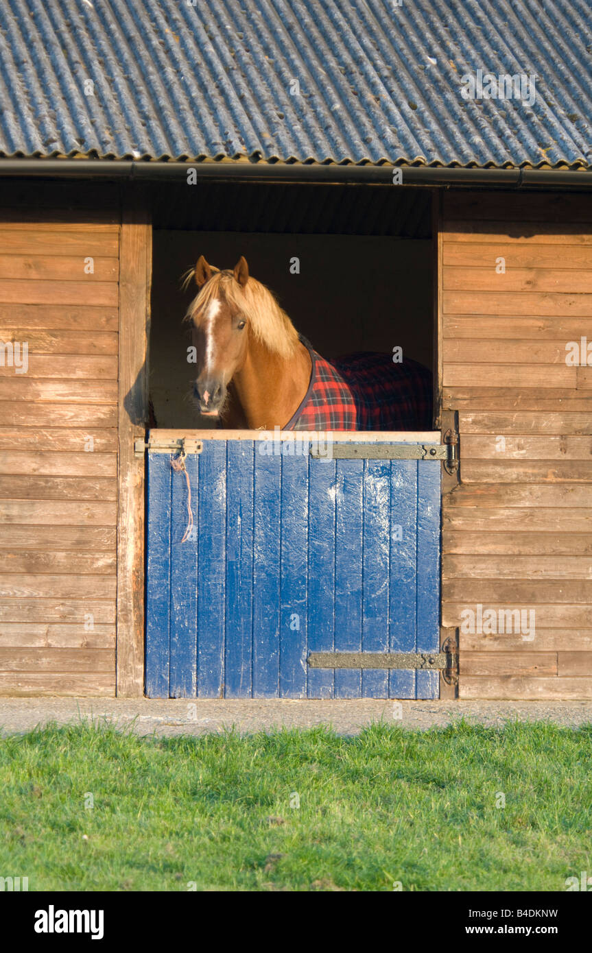 Cavallo guardando fuori del maneggio Surrey UK Foto Stock